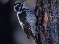 A10A9957American_Three-toed_Woodpecker_CPT