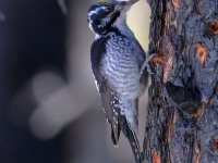 A10A9970American_Three-toed_Woodpecker_CPT