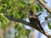 6S3A2635Black-billed_Cuckoo