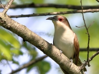 6S3A2650Black-billed_Cuckoo