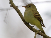 6S3A8570Yellow-bellied_Flycatcher