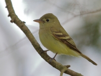 6S3A8573Yellow-bellied_Flycatcher_1