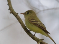 6S3A8579Yellow-bellied_Flycatcher