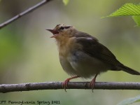 A10A5704Worm-eating_Warbler
