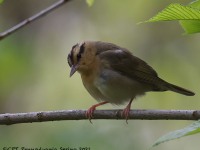 A10A5705Worm-eating_Warbler