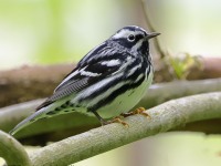A10A5710Black-and-white_Warbler