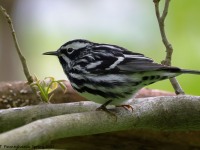 A10A5711Black-and-white_Warbler