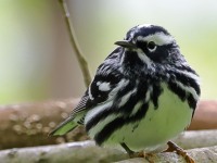 A10A5713Black-and-white_Warbler