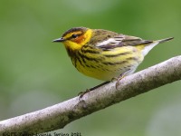 A10A5714Cape_May_Warbler