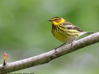 A10A5716Cape_May_Warbler