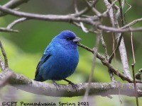 A10A5740Indigo_Bunting