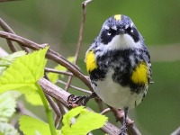 A10A5766Yellow-rumped_Warbler