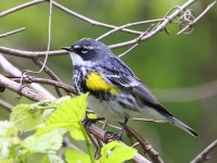 A10A5768Yellow-rumped_Warbler