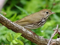 A10A5776Ovenbird