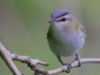 A10A5793Red-eyed_Vireo