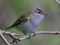 A10A5806Red-eyed_Vireo