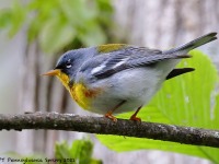 A10A5816Northern_Parula
