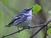 A10A5828Cerulean_Warbler