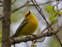 A10A5845Blue-winged_Warbler