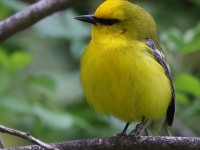 A10A5857Blue-winged_Warbler