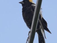 A10A5898Bobolink