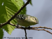 A10A5929Female_Cerulean_Warbler