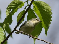 A10A5931Female_Cerulean_Warbler