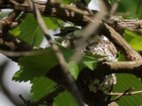 A10A5940Cerulean_Warbler_Nest