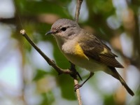 A10A5949American_Redstart