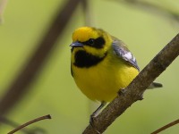 A10A5972Lawrences_Blue-winged_Warbler