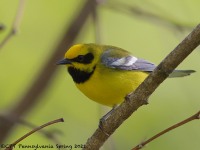 A10A5975Lawrences_Blue-winged_Warbler