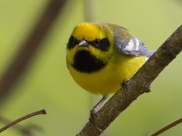 A10A5976Lawrences_Blue-winged_Warbler