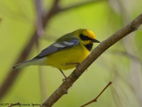 A10A5980Lawrences_Blue-winged_Warbler