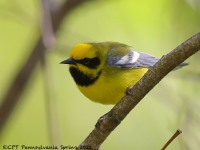 A10A5982Lawrences_Blue-winged_Warbler