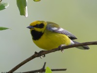 A10A6002Lawrences_Blue-winged_Warbler