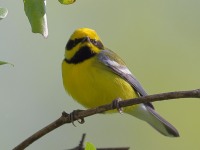 A10A6005Lawrences_Blue-winged_Warbler