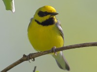 A10A6006Lawrences_Blue-winged_Warbler