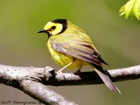 A10A6025Hooded_Warbler