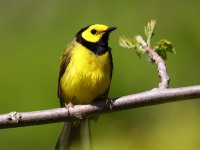 A10A6030Hooded_Warbler