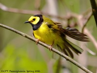 A10A6036Hooded_Warbler