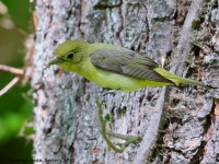A10A6060Scarlet_Tanager