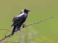 A10A6112Bobolink