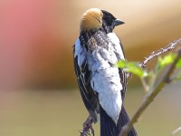 A10A6127Bobolink