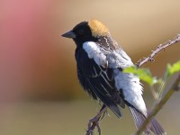 A10A6135Bobolink