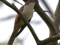 A10A6158Black-billed_Cuckoo