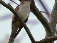 A10A6168Black-billed_Cuckoo