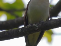 A10A6172Black-billed_Cuckoo