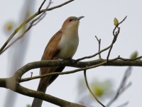 A10A6180Black-billed_Cuckoo