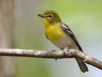 A10A6196Yellow-throated_Vireo