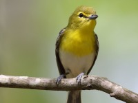 A10A6202Yellow-throated_Vireo
